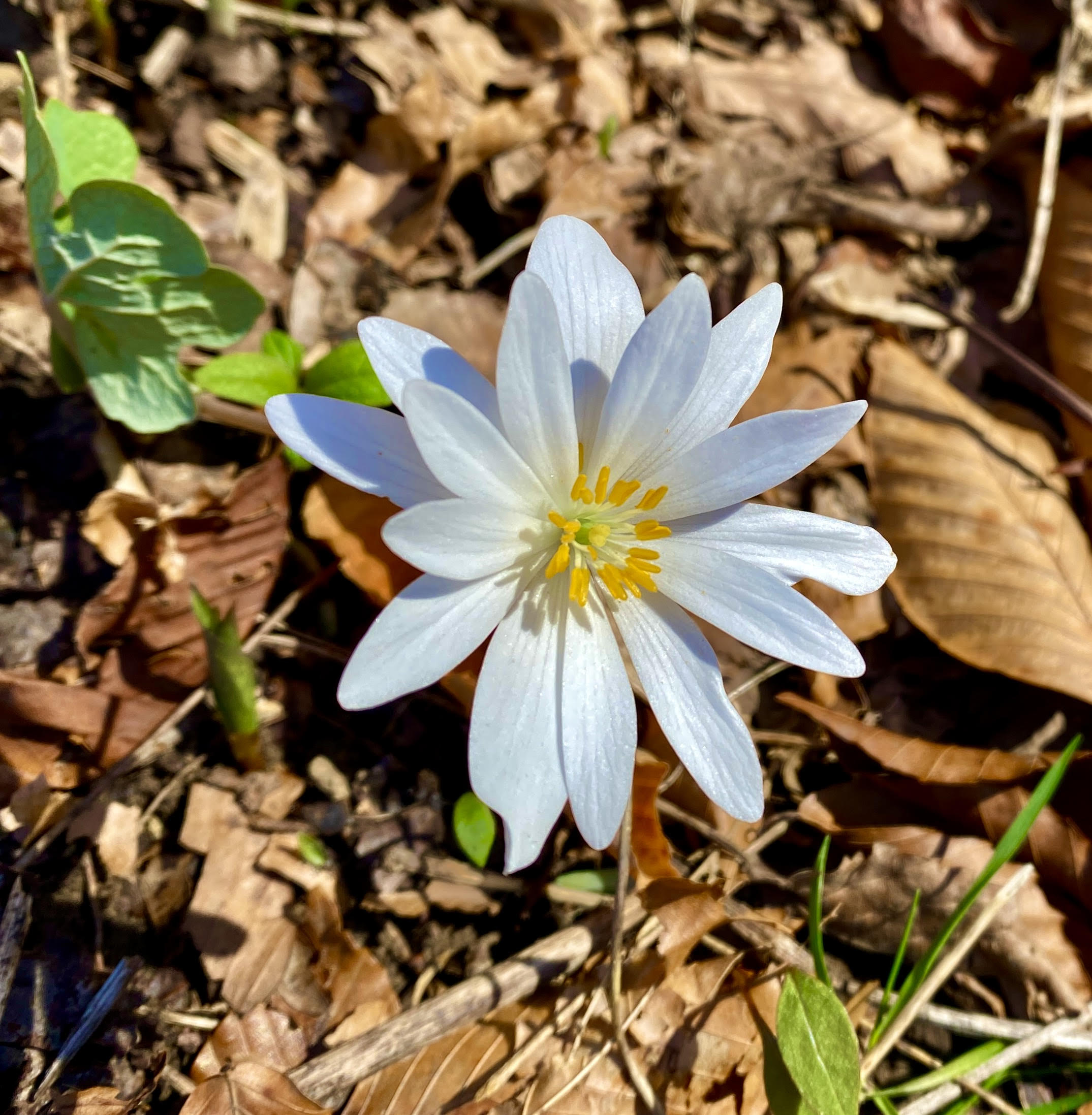 Bloodroot, an Early Sign of Spring Historic Union County